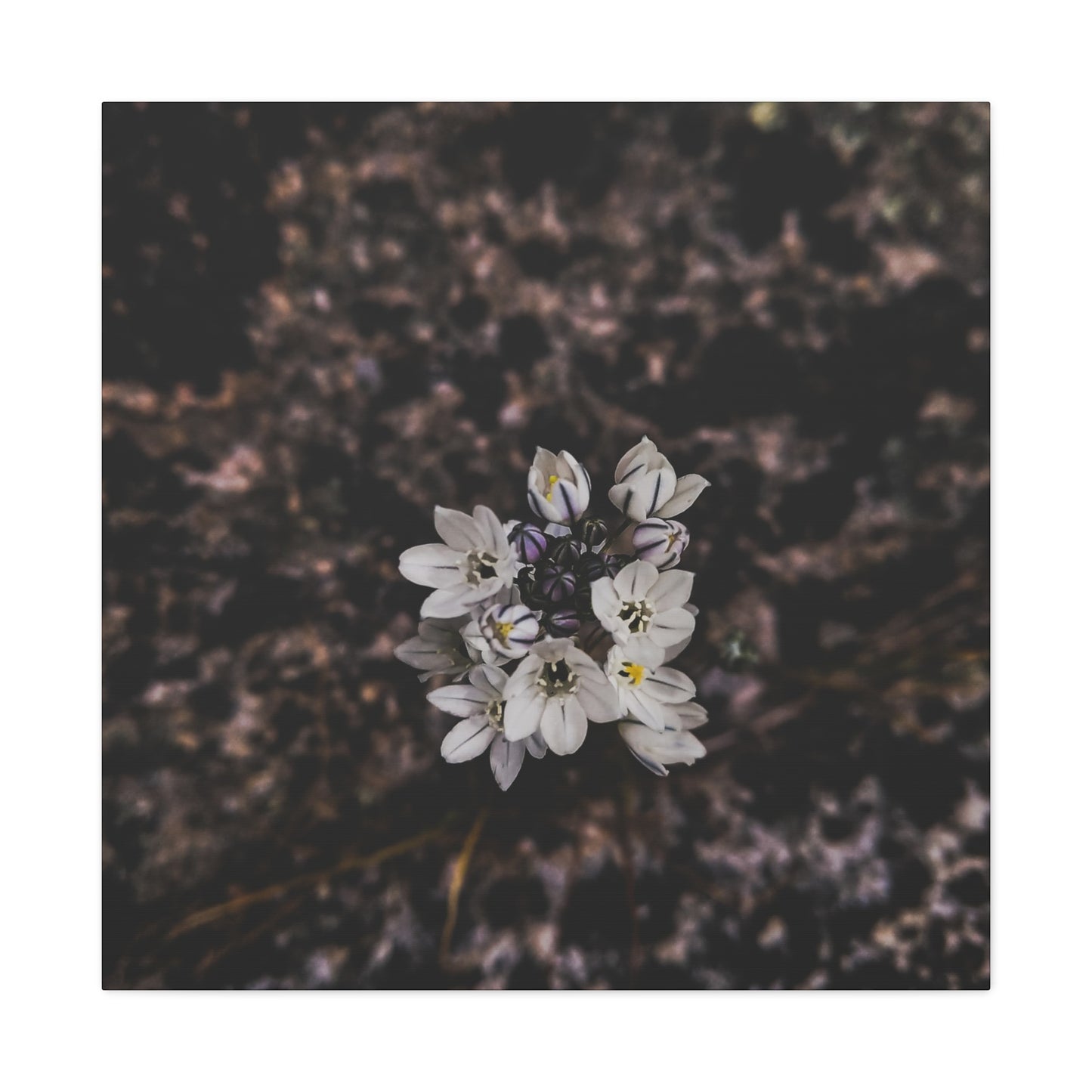 Floral Canvas Print, Wall Art, Boho Home Decor, Perfect Gift for Nature Lovers, Mother's Day, Home Gallery