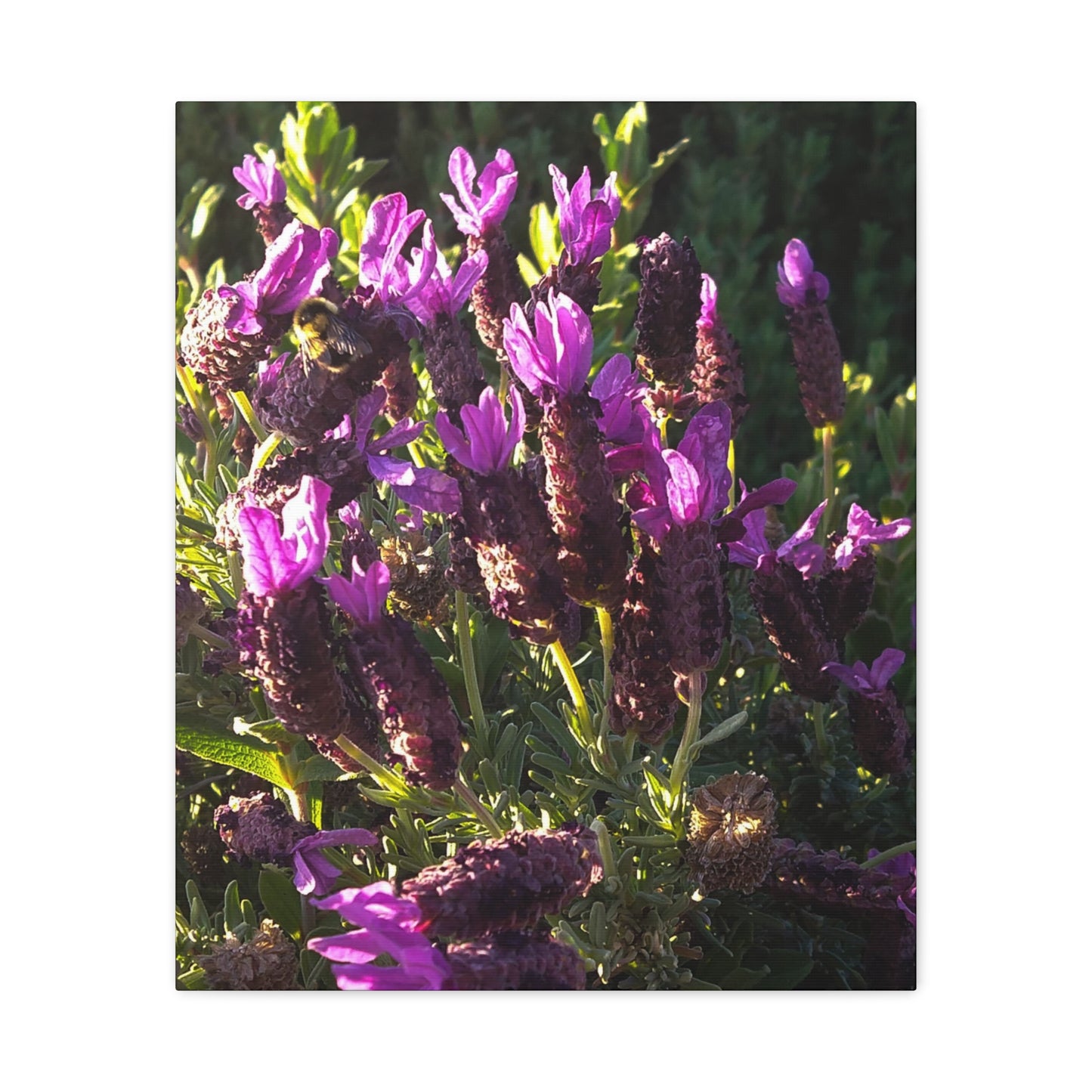 Purple Floral Canvas Wall Art, Botanical Decor, Nature Art, Home Decoration, Gift for Nature Lovers