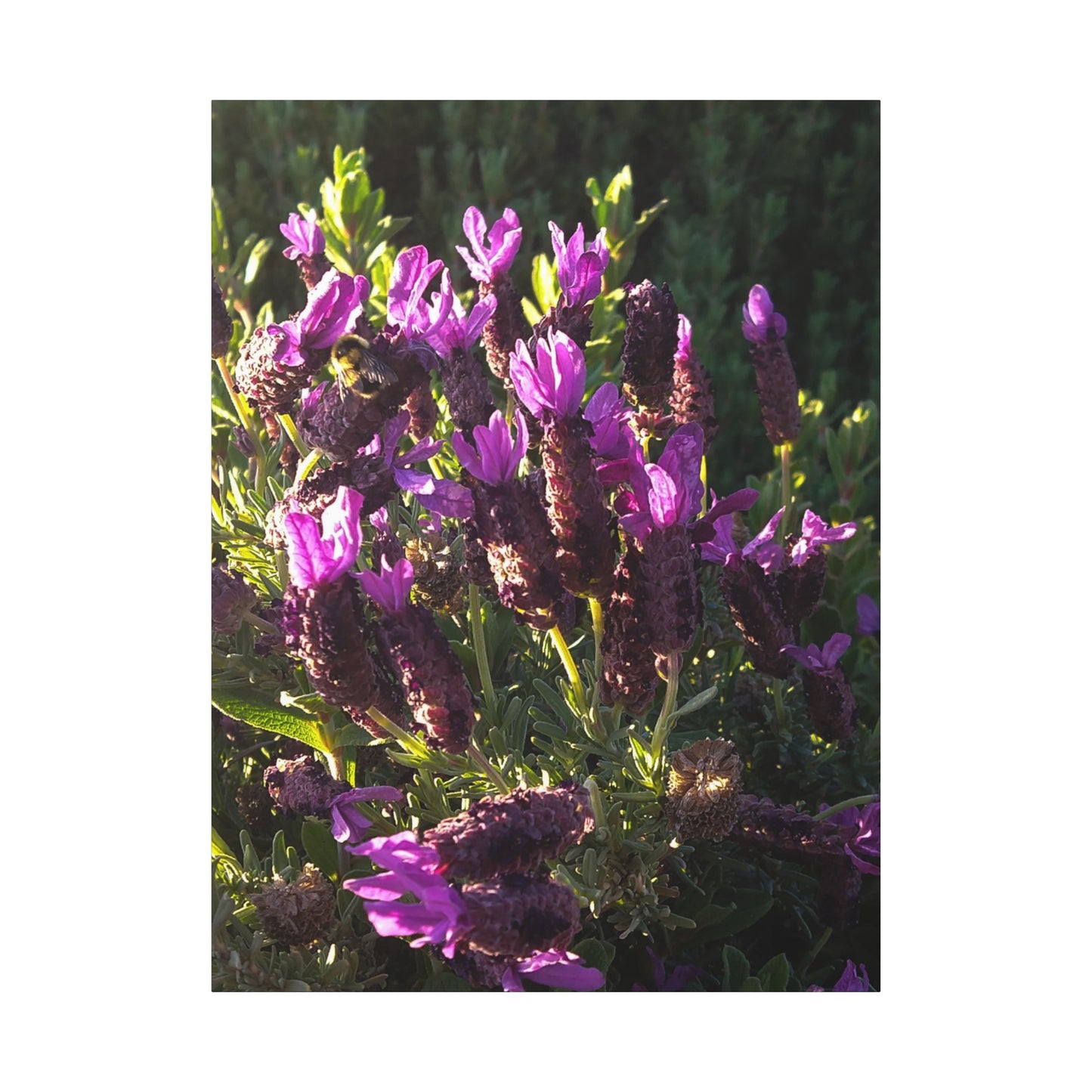 Purple Floral Canvas Wall Art, Botanical Decor, Nature Art, Home Decoration, Gift for Nature Lovers