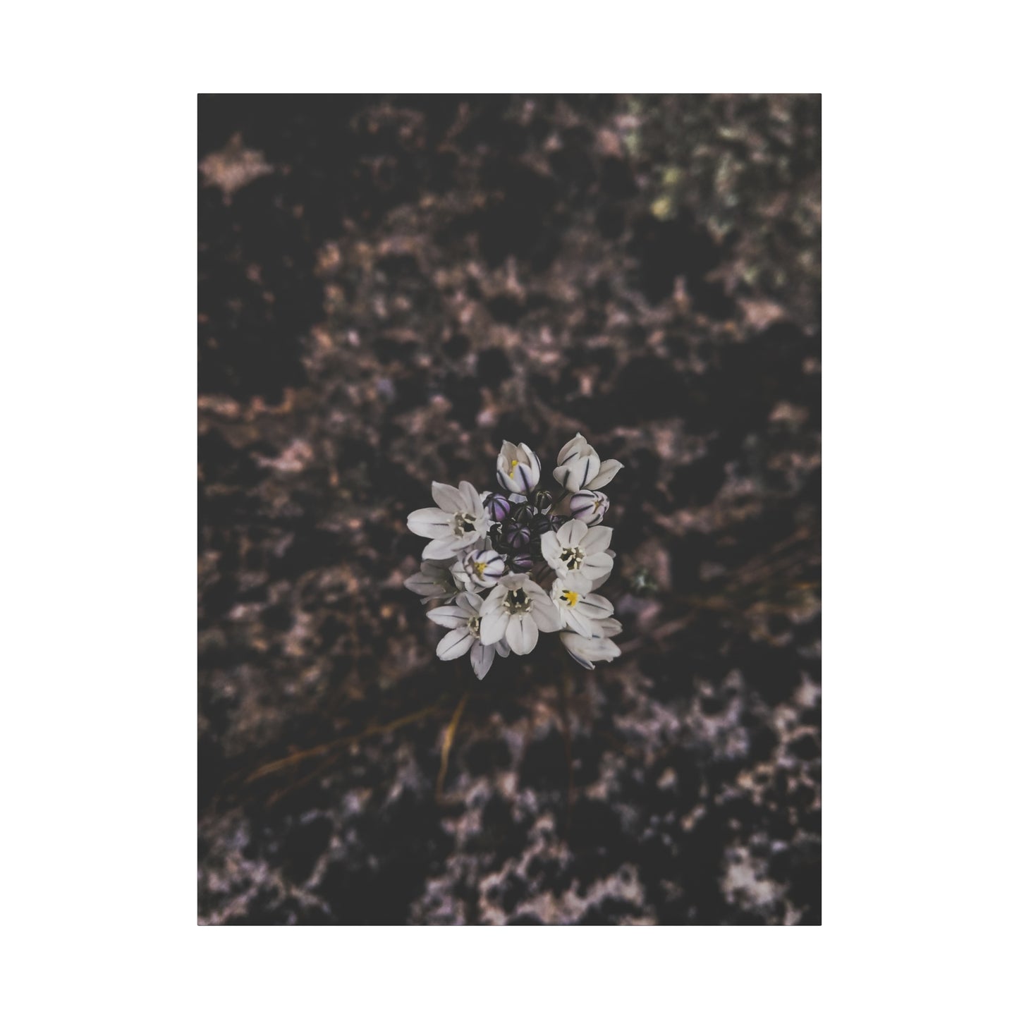 Floral Canvas Print, Wall Art, Boho Home Decor, Perfect Gift for Nature Lovers, Mother's Day, Home Gallery
