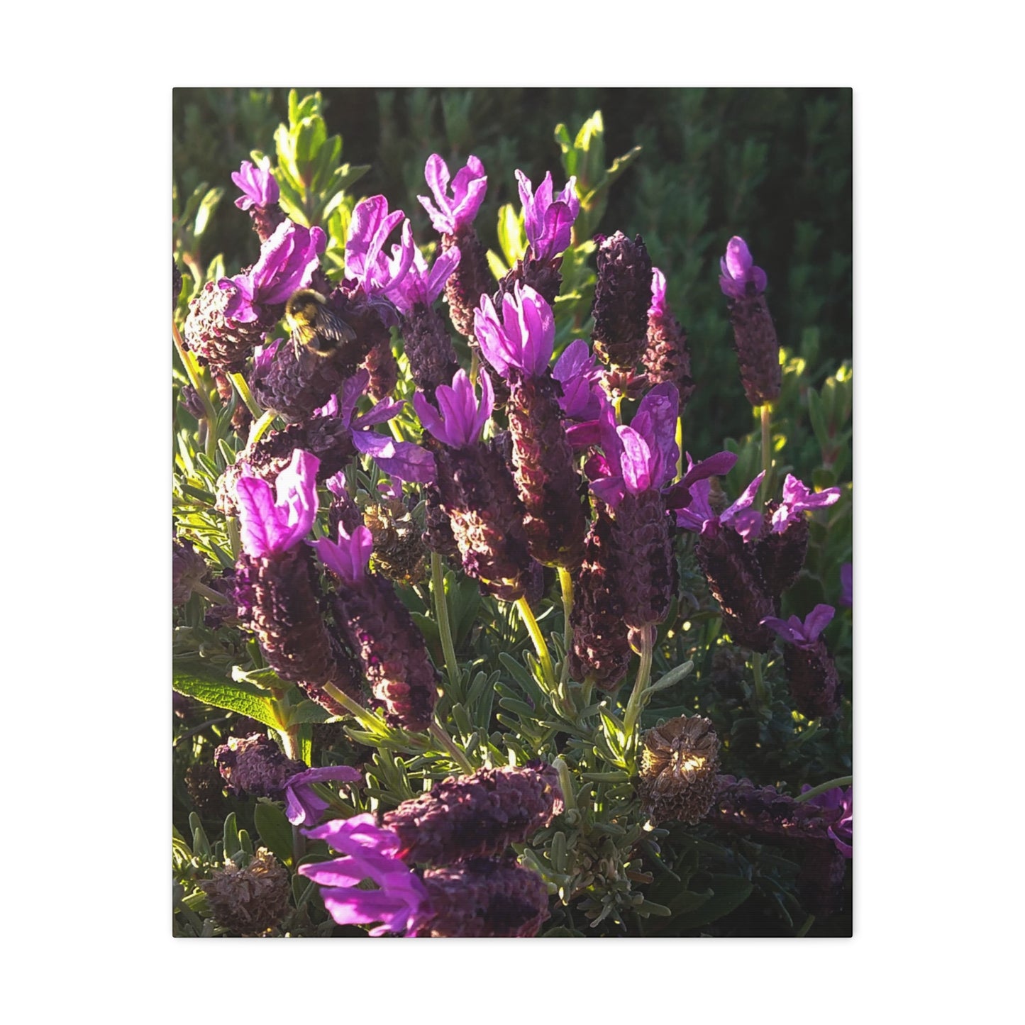 Purple Floral Canvas Wall Art, Botanical Decor, Nature Art, Home Decoration, Gift for Nature Lovers