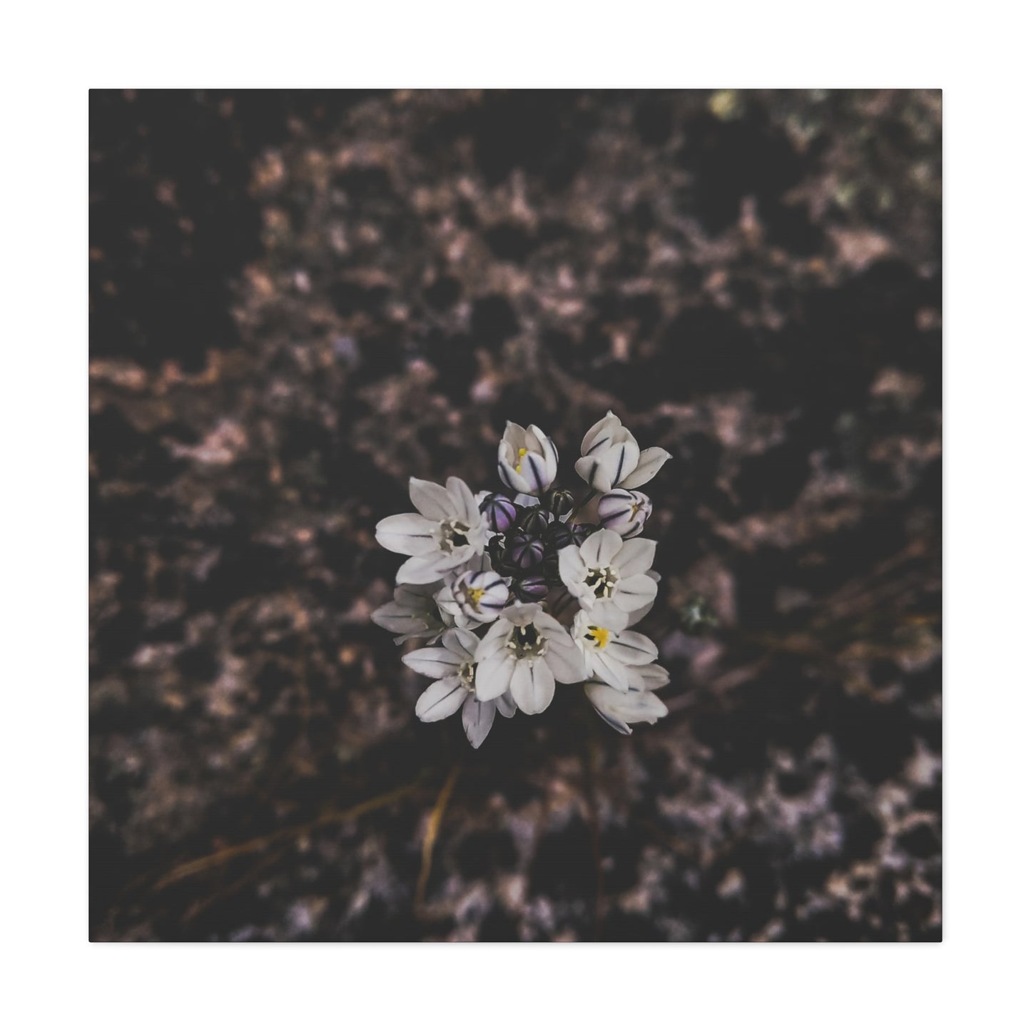 Floral Canvas Print, Wall Art, Boho Home Decor, Perfect Gift for Nature Lovers, Mother's Day, Home Gallery
