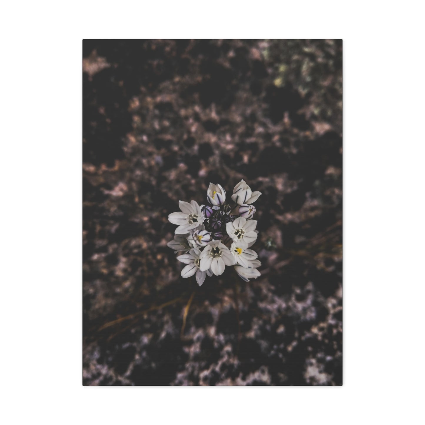 Floral Canvas Print, Wall Art, Boho Home Decor, Perfect Gift for Nature Lovers, Mother's Day, Home Gallery