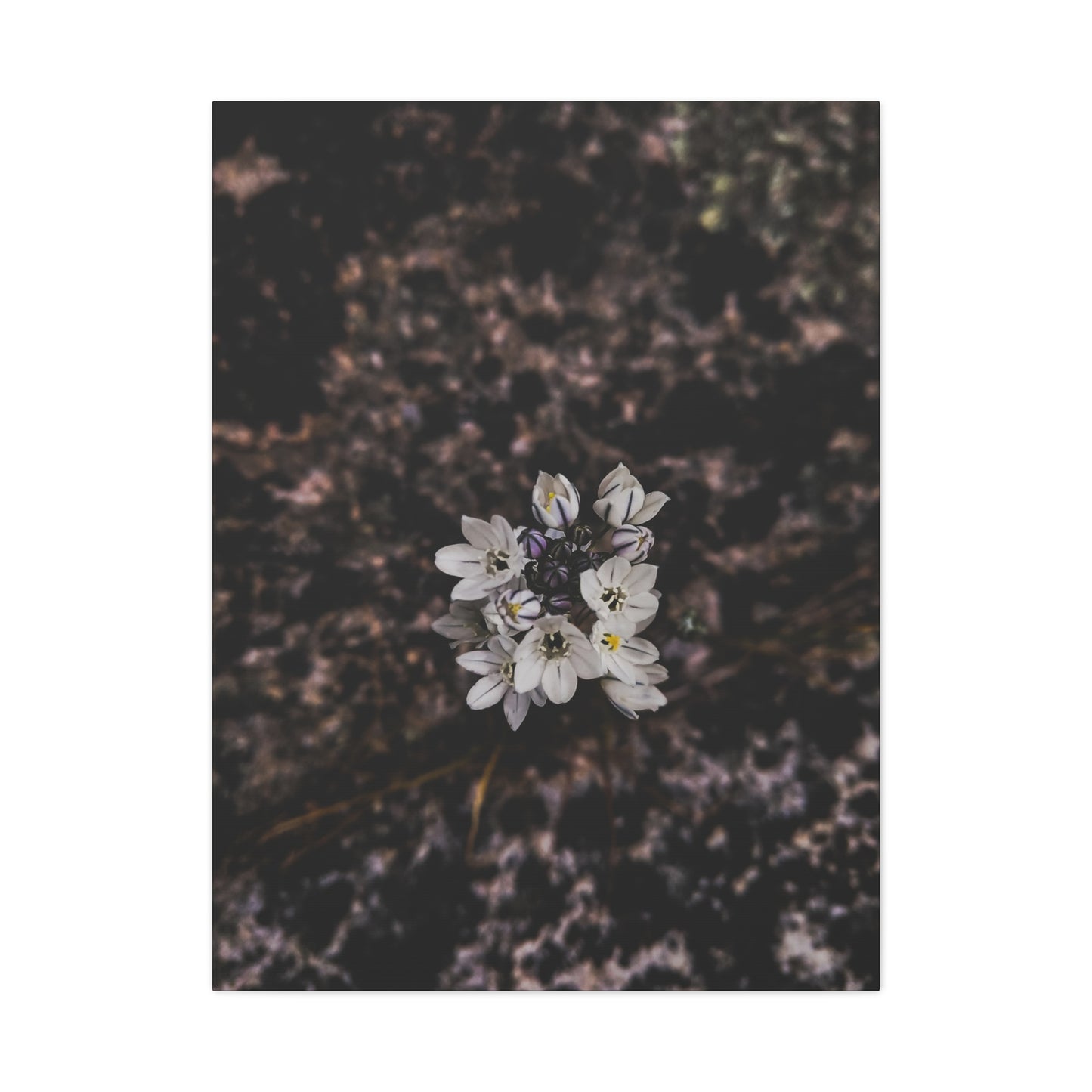 Floral Canvas Print, Wall Art, Boho Home Decor, Perfect Gift for Nature Lovers, Mother's Day, Home Gallery